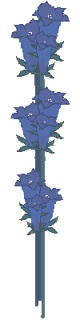 gentian